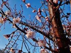 第千六百八十三作　　「ほんにめでたい　ほころんで　梅の香」　東京都狛江