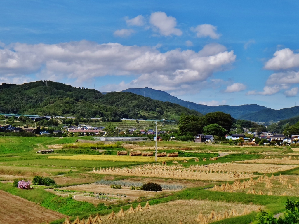 第三千七百三十六作　「稲藁たち並ぶ　こほろぎ　右往左往して」　長野県中野