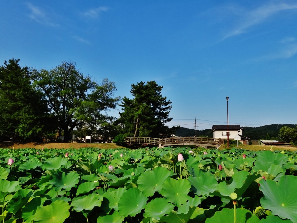 第二千五百七十六作　「炎天の　蓮の咲いたり　萎んだり」　岡山県高松