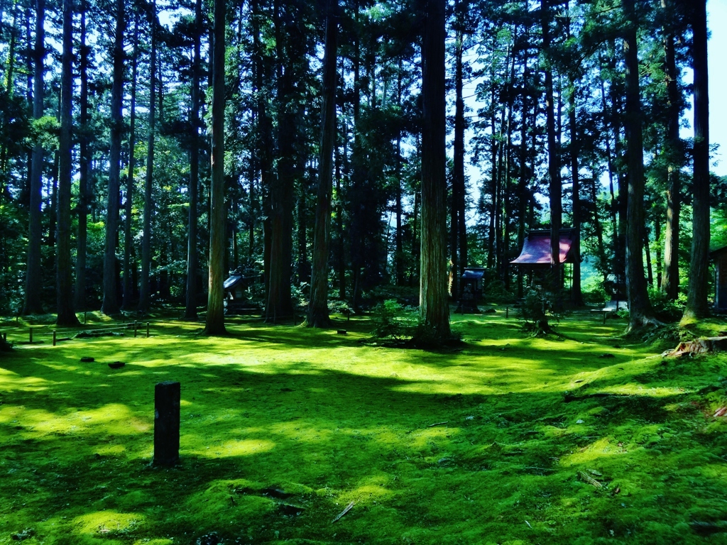 第三千九百五十七作　「ひと雨で　生き還へりたり　苔のよろしさ」　福井県勝山