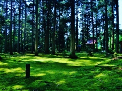 第三千九百五十七作　「ひと雨で　生き還へりたり　苔のよろしさ」　福井県勝山