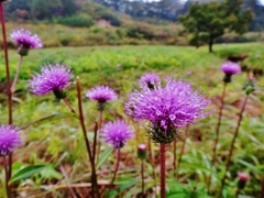 第千九百二十七作　　「雨浴びて　まして彩る　あざみ花」　福島県飯舘