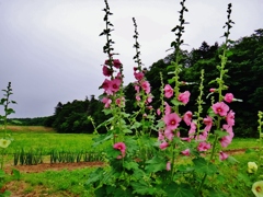 第三千九百九十九作　「梅雨明けへ　蕾を数へ　たちあおい」　福島県南相馬