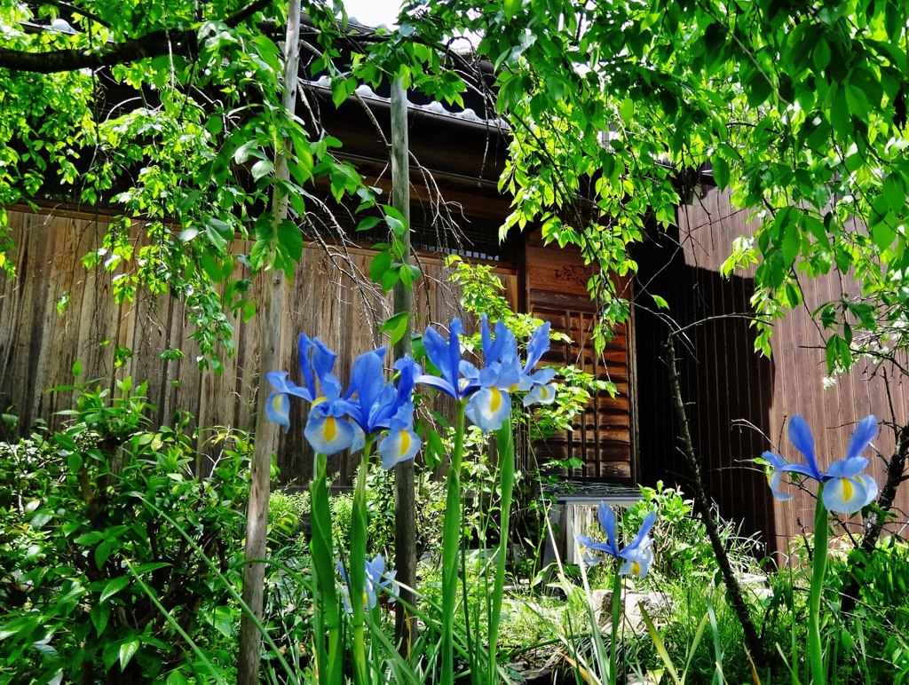 第二千五百五作　「荒れて気ままに　草やら花やら」　奈良県吉野