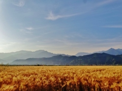 第三千二百三十八作　「朝陽隔てなく　麦の穂に注ぎ」　愛媛県西条