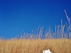 第五百六十一作　　「枯れ草に　真横一本　飛行機雲」　神奈川県明神　