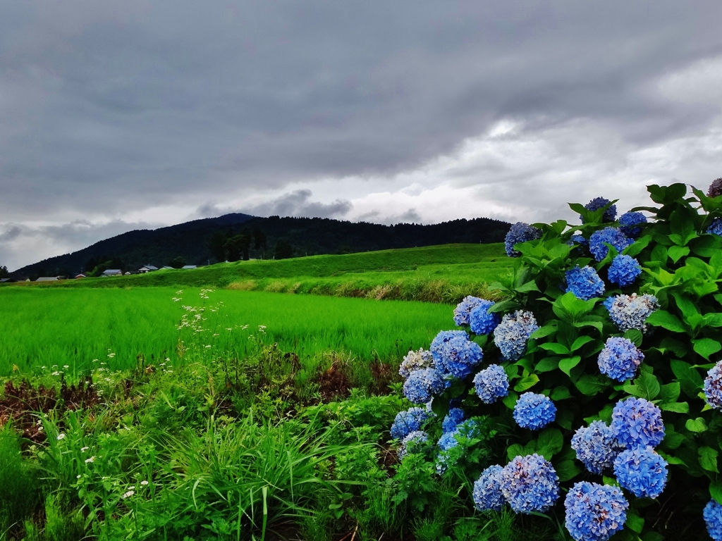 第三千九百九十五作　「雨雲の　紫陽花を　横目に急ぐ」　福井県阪谷