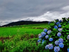 第三千九百九十五作　「雨雲の　紫陽花を　横目に急ぐ」　福井県阪谷