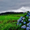 第三千九百九十五作　「雨雲の　紫陽花を　横目に急ぐ」　福井県阪谷