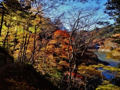 第八百八十作　　「山の中　木の葉ふるふる　声をきき」　福島県富岡　