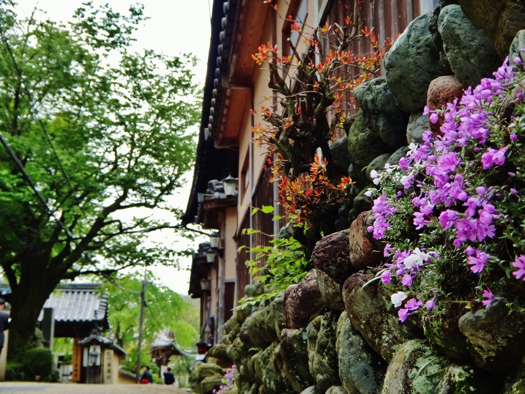第六百六十九作　　「酔うて腰を　その石垣から芝ざくら」　奈良県吉野