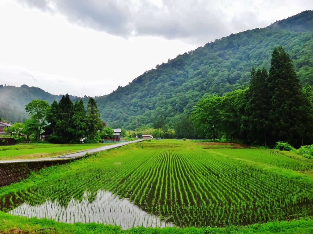 第三千六百二十一作　「梅雨入りしさうな　蛙ひときわ　艶やかに」　福井県後野