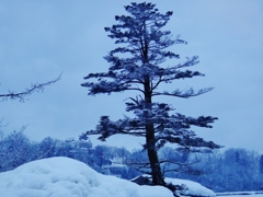 第三千八百七十九作　「雪の静寂を踏む」　福井県大野