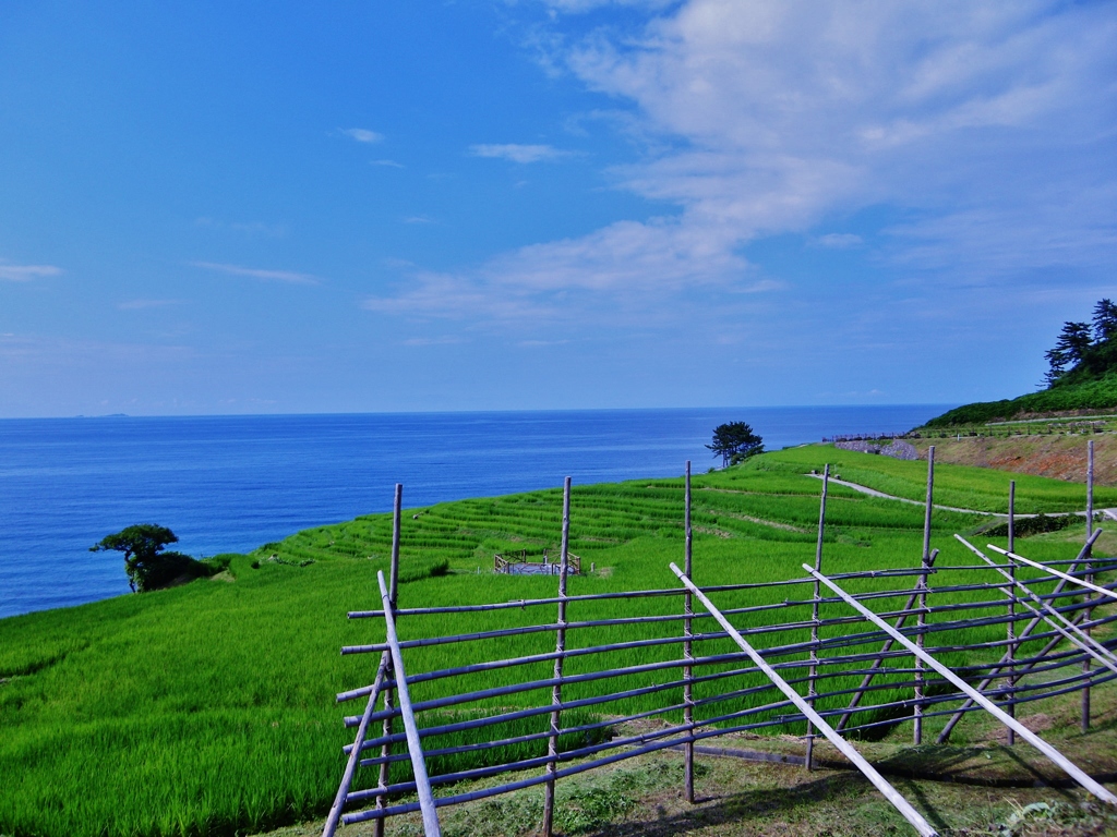 第千四百八十七作　　「田んぼ　なびかせて　青い風吹く」　石川県輪島