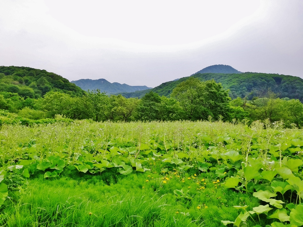 第二千五百二十八作　「かきわける　かきわける　伸びきつて　ふきのたう」秋田県湯沢