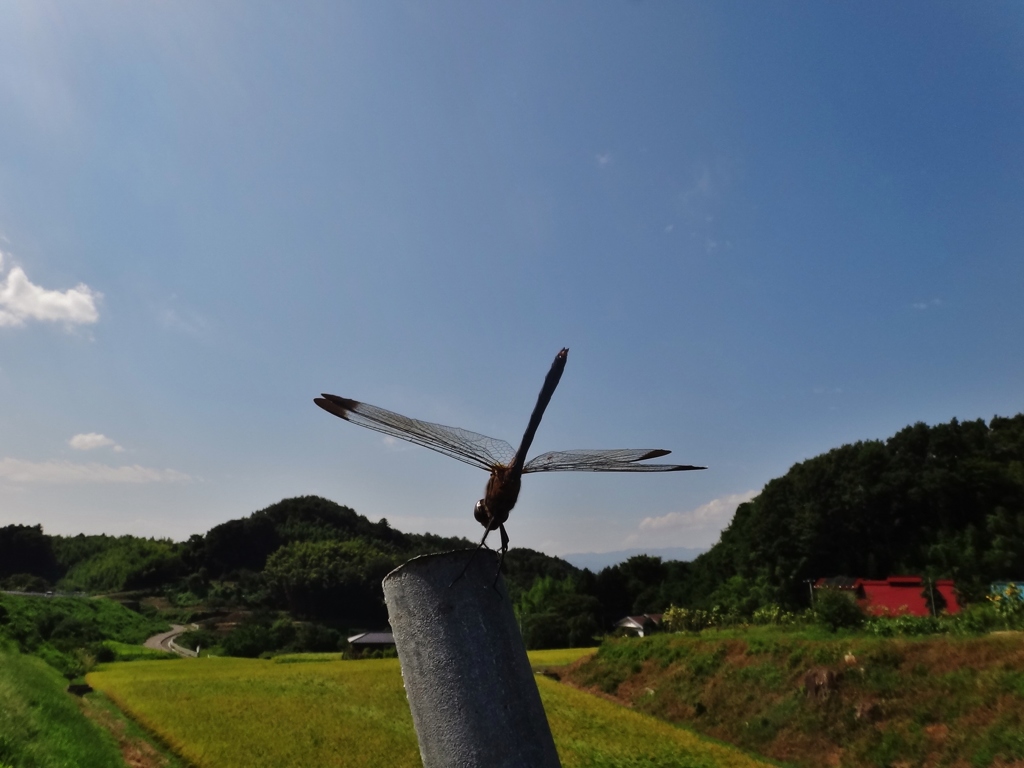 第千五百三十六作　　「まもなく稲刈りの　蜻蛉きてとまる」　福島県郡山