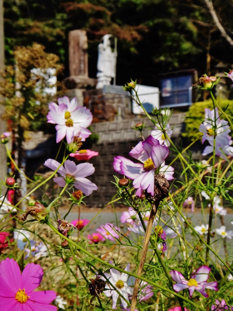 第二千六百三十八作　「秋桜に　つつまれてゆき　山頭火」　熊本県植木