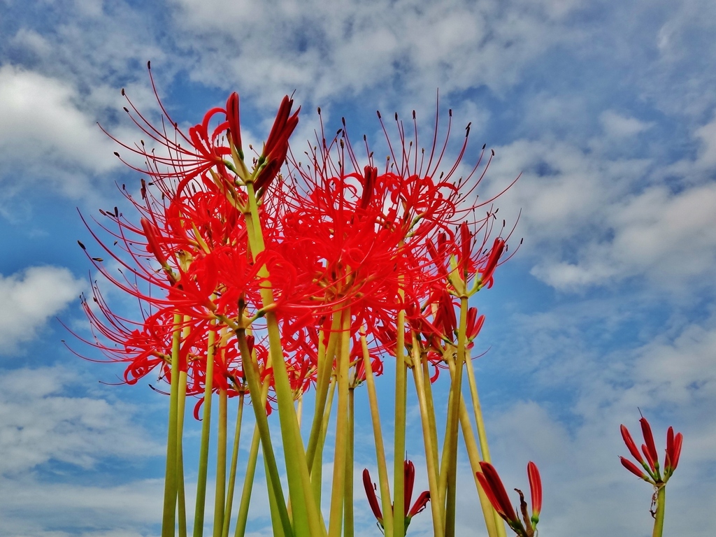 第三千七百三十七作　「あの顔この顔　空に咲かさる　秋花火」　埼玉県三郷