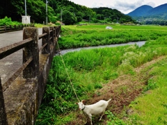 第三千六百五十六作　「山羊も汗掻き　夏草の　食んでは鳴いて」　神奈川県南足柄