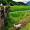 第三千六百五十六作　「山羊も汗掻き　夏草の　食んでは鳴いて」　神奈川県南足柄