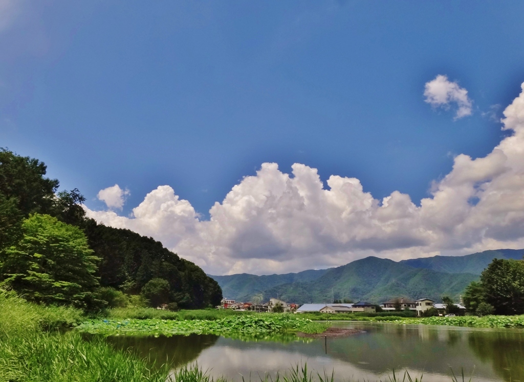 第二千九百七十四作　「蓮池ひつそり　過ぎゆく夏を」　山梨県富士吉田