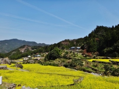 第二千八十五作　「山路ひらけて　里いつぱいの　菜花かな」　徳島県神山