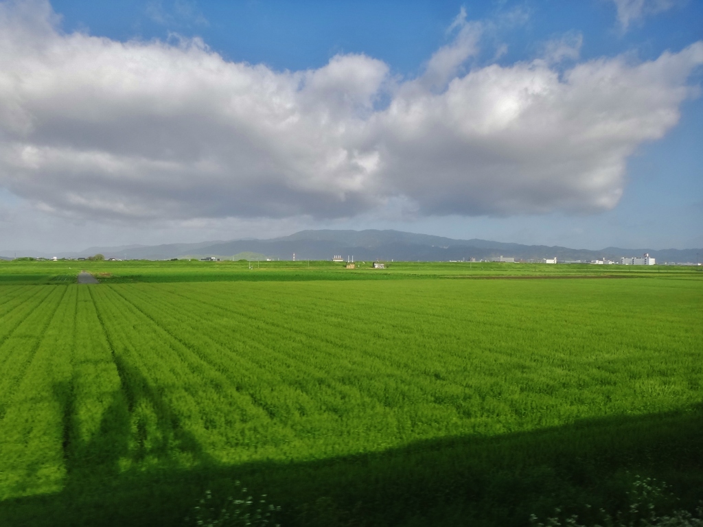 第六百七十六作　　「疾走する　麦畑の　風となり」　福岡県久留米　