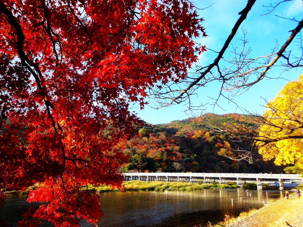 第四千百五十六作　「もみぢ葉を　映して洗い　桂川」　京都府嵐山
