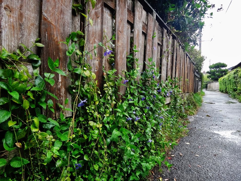 第九百九十八作　　「春雨受くる　垣根に　草の瑞々しく」　山口県防府