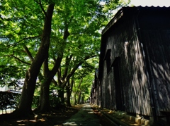 第三千六百六十七作　「蔵の裏へ　ほうとひと息　夏木立」　山形県酒田