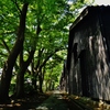 第三千六百六十七作　「蔵の裏へ　ほうとひと息　夏木立」　山形県酒田