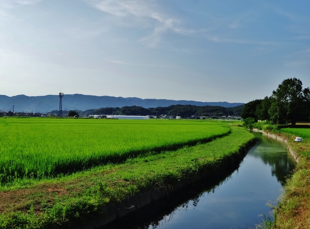 第七百七十七作　　「田の風も　すこし芳ばしくなり　水を渡る」　岡山県吉備津　