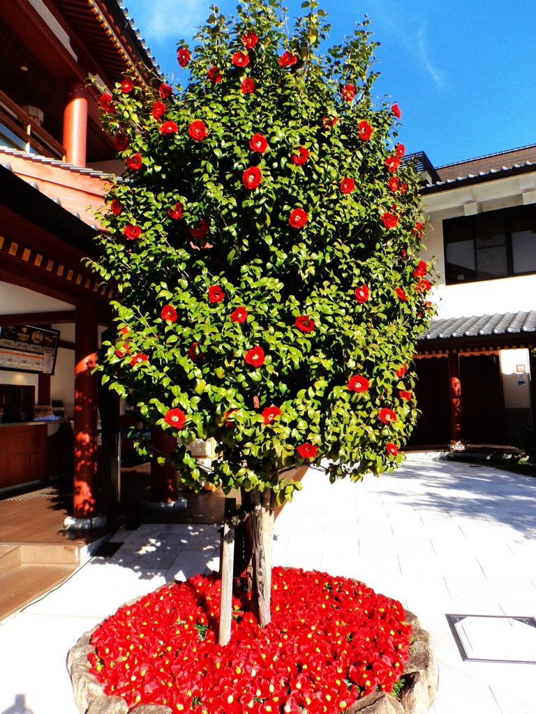 第四千百七十九作　「想ひ出は　湯と椿と　それから」　愛媛県道後