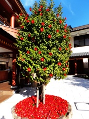 第四千百七十九作　「想ひ出は　湯と椿と　それから」　愛媛県道後