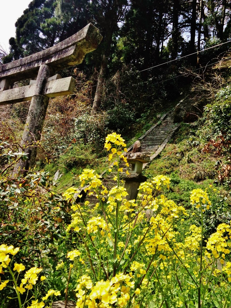 第三千五百四十八作　「草臥れて　菜の花の　咲ひては散つて」　鳥取県岩美