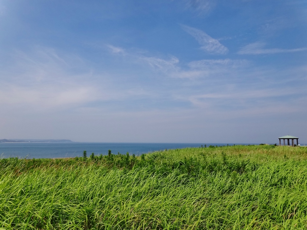 第七百六十一作　　「海風に　ぢつと吹かせて　青草さらさらさら」　静岡県牧之原