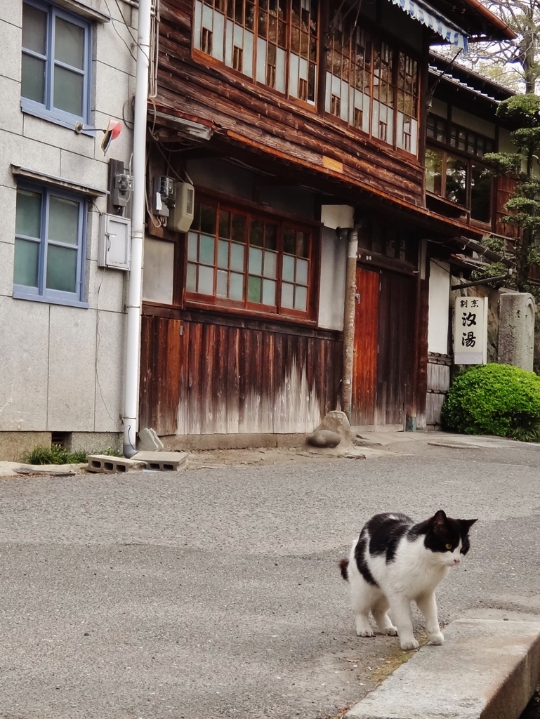 第九百四十一作　　「ねこと一緒に　しみじみ　風吹く」　大分県中津