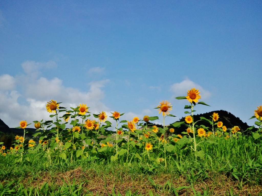 第二千二百三十三作　「朝の光　わが身一身に　迎陽花」　千葉県君津