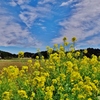 第二千八百一作　「咲き放題の菜の花が　よく似合ふ　ふるさとの空」　千葉県鴨川
