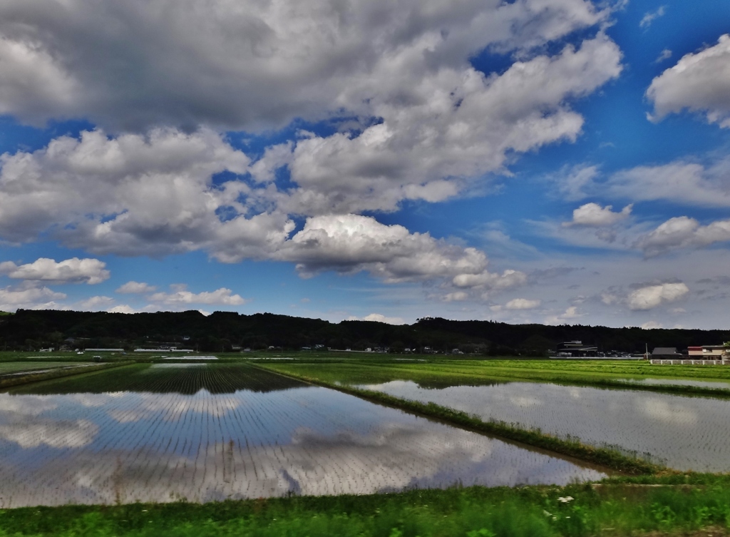 第千五十五作　　「田植え終わつて　田毎にうつす　旅の空」　宮城県古川