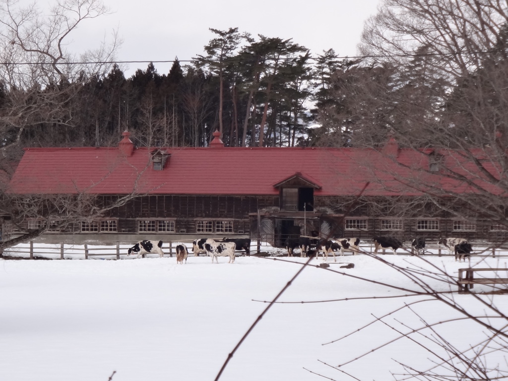   第九百八十五作　　「雪解けの　牛もめいめい　草をはみ」　岩手県小岩井