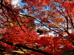 第二千三百三十七作　「紅葉　紅葉づる　潜り抜ける」　京都府嵯峨野