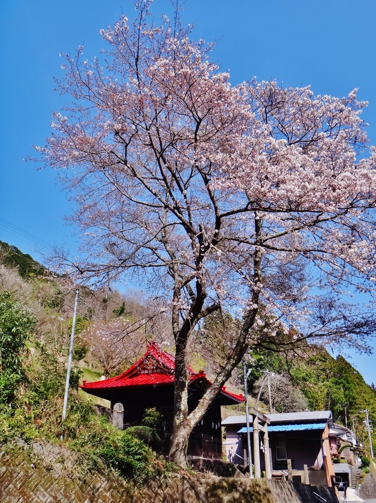 第二千九十作　「つつましく　今年もひらいて　御堂の桜」　静岡県月
