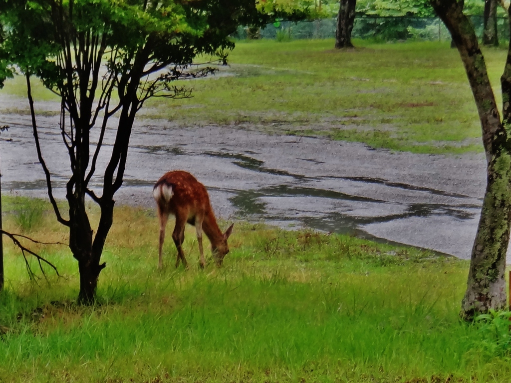 第三千七百五作　「雨宿り　鹿は草食む　気にも留めず」　神奈川県山北