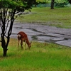 第三千七百五作　「雨宿り　鹿は草食む　気にも留めず」　神奈川県山北