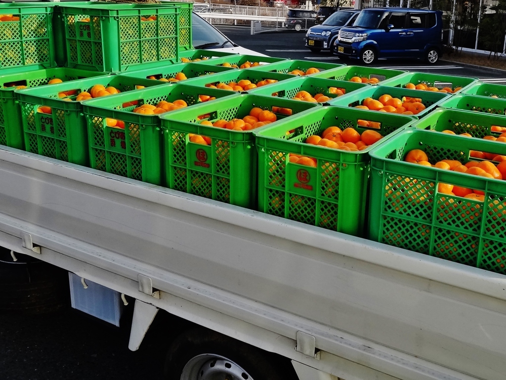 第千六百四十八作　　「となりに　とまつた　トラックは　蜜柑の山」　静岡県細江