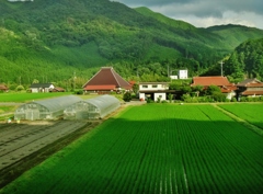 第千四百四十九作　　「かつと陽が照り　風が蒸し暑い」　山口県阿東　