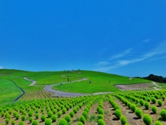 第二千六百一作　「あをあを草の　繁れる丘の　あをぞら」　茨城県ひたちなか