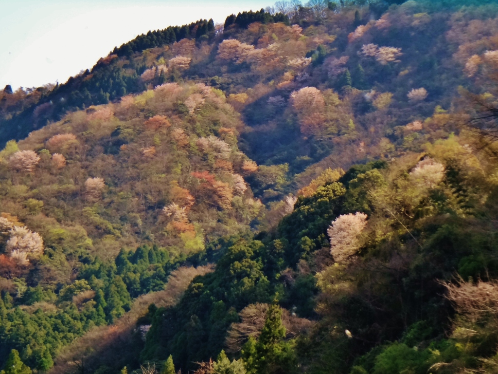 第二千百一作　「やまざくら灯る　山を眺む」　大分県別府