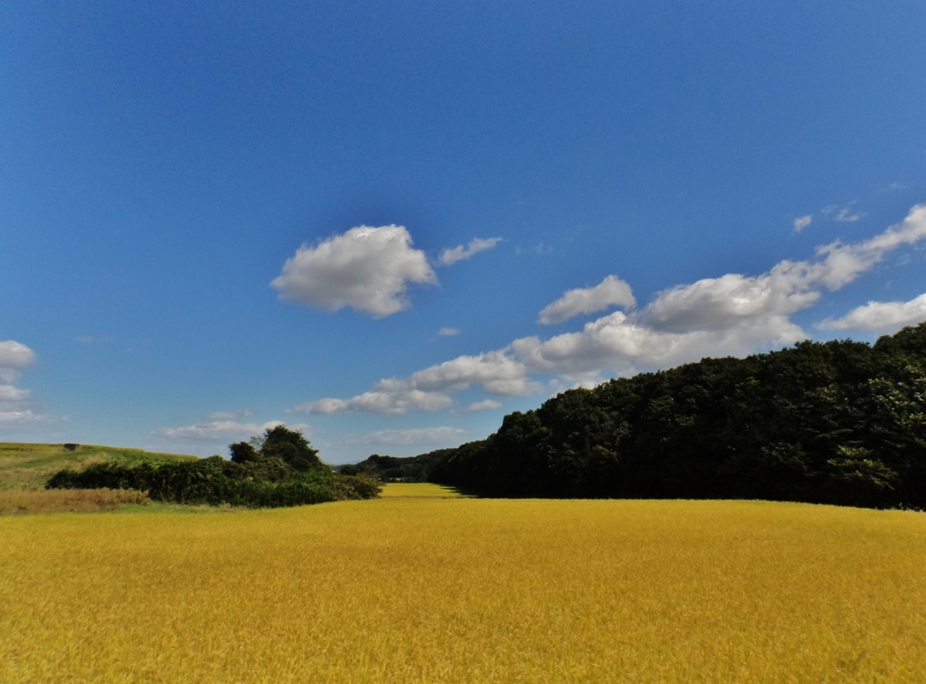 第八百二十九作　　「雲が流れる　どこまで　こがねの田」　福島県本宮